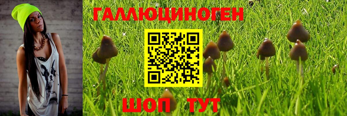 Галлюциногенные грибы ЛСД  Псилоцибиновые грибы Magic Shrooms  где можно купить наркотик  Вход с VPN  Краснознаменск 